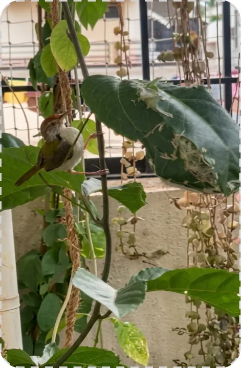 Balcony Jungle Nesting