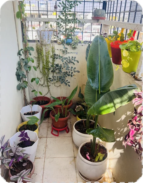My little urban sanctuary